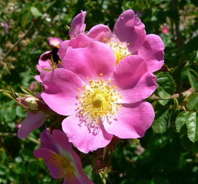 ROSE, Rose K.