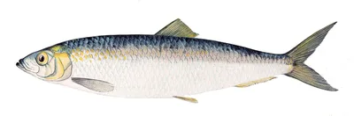 HERRING, D. Anne