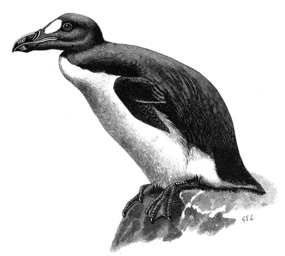 LODGE, George Edward (1860 – 1954)