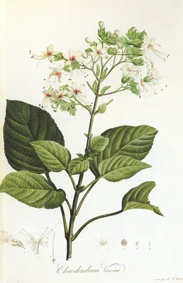 VENTENAT, Étienne Pierre (1757 – 1808)
