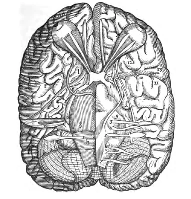 VAROLIO, Costanzo (1543 – 1575)