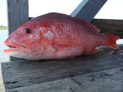 SNAPPER, J