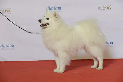 SPITZ, J
